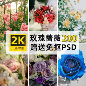 蔷薇花素材 新人首单立减十元 22年8月 淘宝海外