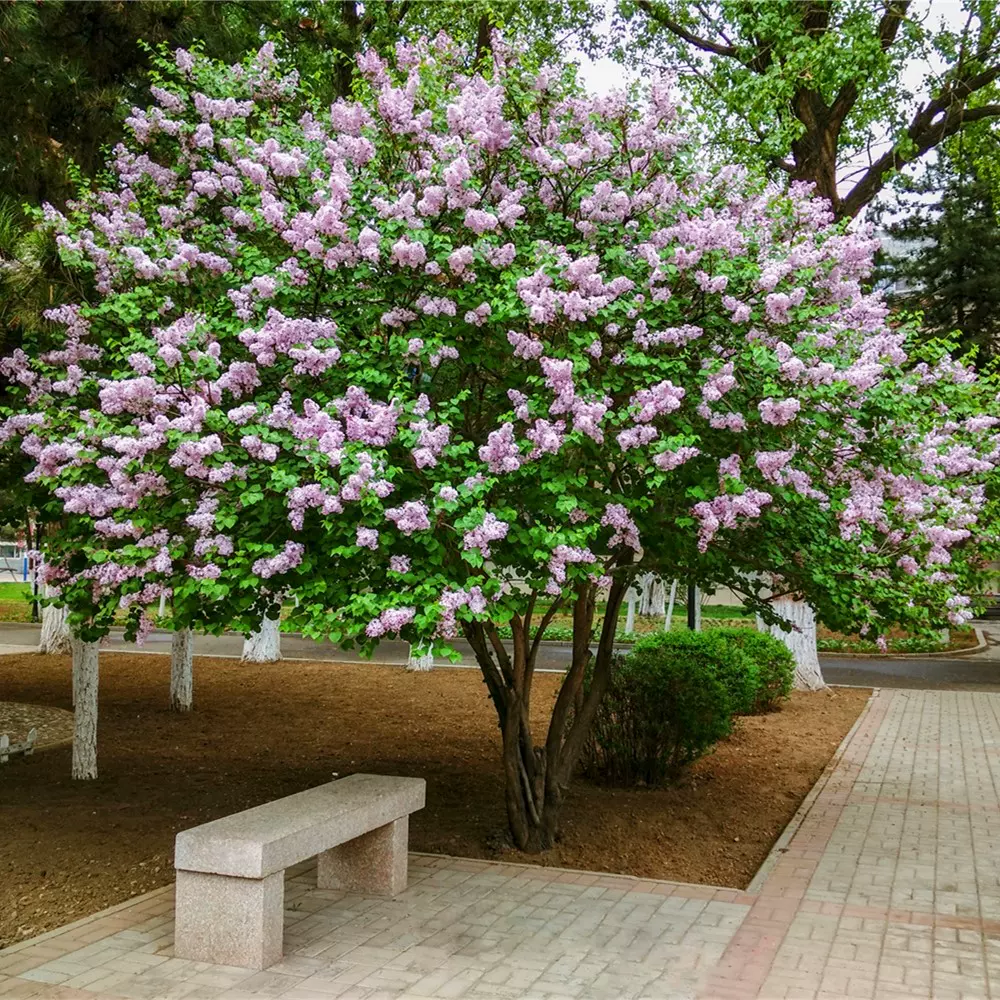 丁香花树苗庭院浓香耐寒紫丁香盆栽花卉绿植南方北方种植