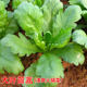 Chinese cabbage seeds, large leaves, small leaves, Chinese cabbage seeds, vegetable seeds, emperor vegetable seeds, vegetable seeds, autumn and winter, vegetable seeds, vegetable seeds, vegetable seeds, vegetable seeds, autumn and winter, vegetable seeds, vegetable seeds, vegetable seeds, vegetable seeds, vegetable seeds, vegetable seeds, vegetable seeds, vegetable seeds, vegetable seeds, vegetable seeds, vegetable seeds, vegetable seeds, vegetable seeds, vegetable seeds, vegetable seeds, vegetable seeds, vegetable seeds, vegetable seeds, vegetable seeds, vegetable seeds, vegetable seeds, vegetable seeds, vegetable seeds, vegetable seeds, vegetable seeds, vegetable seeds, vegetable seeds, vegetable seeds, vegetable seeds, vegetable seeds, vegetable seeds, vegetable seeds, vegetable seeds, vegetable seeds, vegetable seeds, vegetable seeds, vegetable seeds, vegetable seeds