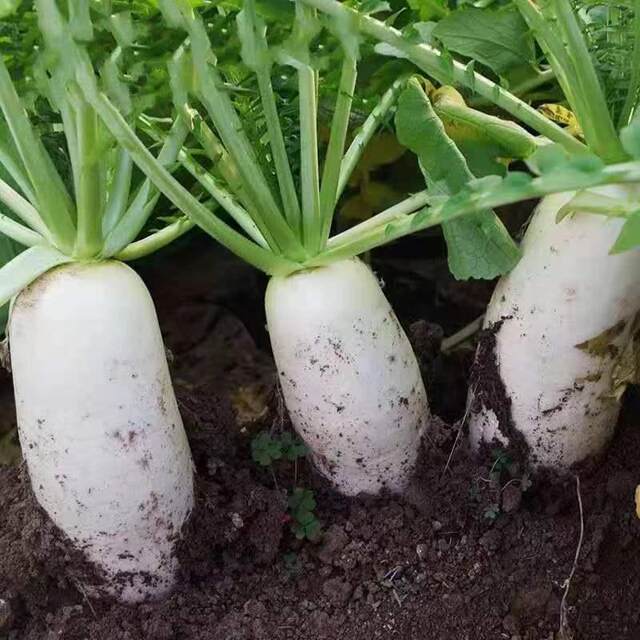 White radish seeds Jiujin [Jin is equal to 0.5kg] Wang seeds are high ...