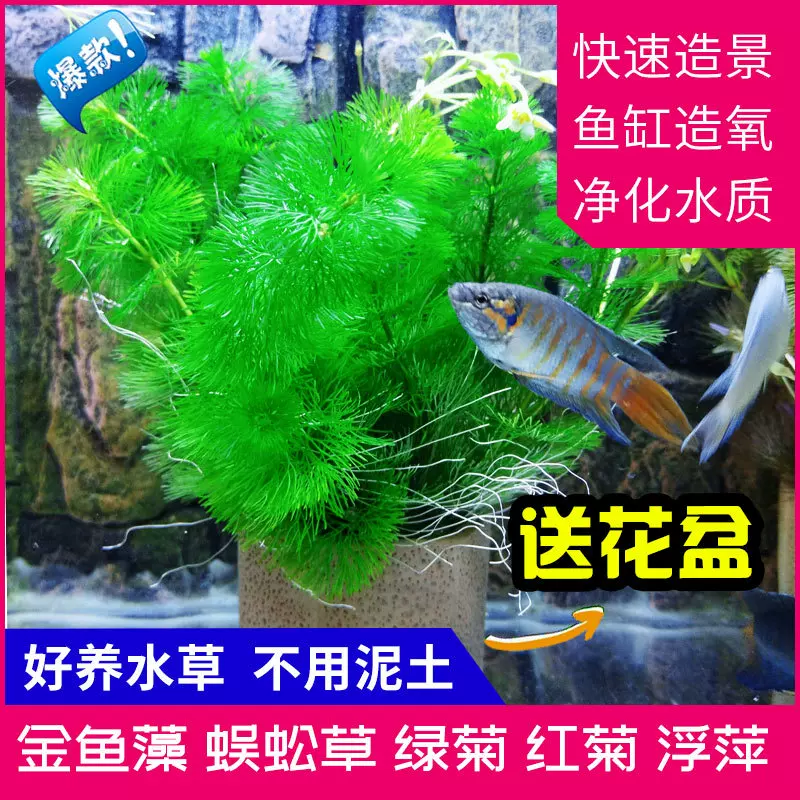 浮萍水草活体 新人首单立减十元 22年1月 淘宝海外