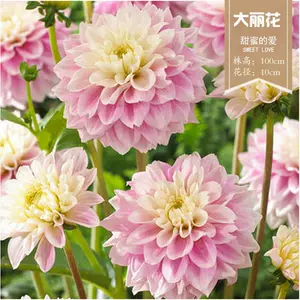 洋桔梗盆栽 新人首單立減十元 22年9月 淘寶海外