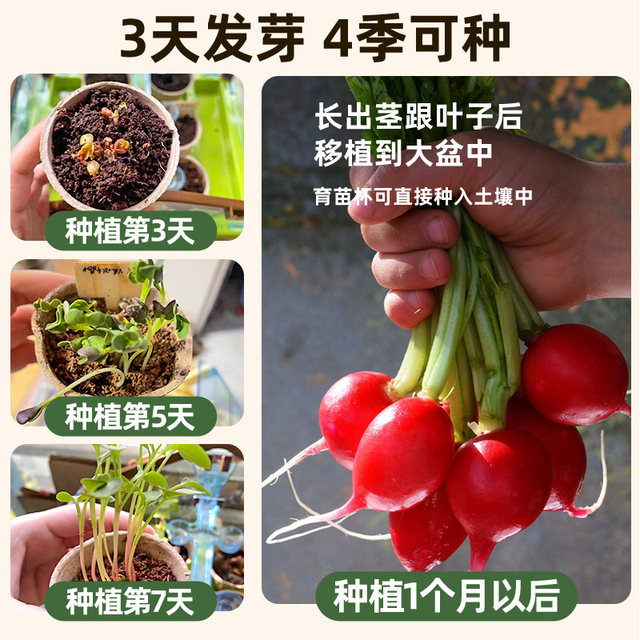 Sunroom planting children's flower room plant observation small potted science girl toys handmade diy birthday gift