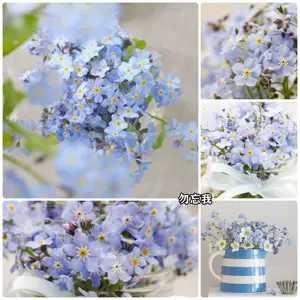 多花籽种 新人首单立减十元 22年4月 淘宝海外 多花籽种 新人首单立减十元 22年4月 淘宝海外