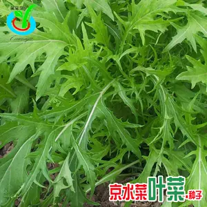 水菜种植 新人首单立减十元 22年9月 淘宝海外