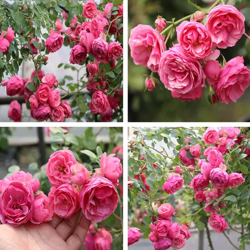 欧月切花 新人首单立减十元 22年1月 淘宝海外