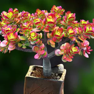 植物红叶 新人首单立减十元 22年4月 淘宝海外