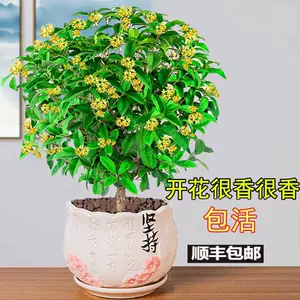 过年植物室内 新人首单立减十元 22年2月 淘宝海外