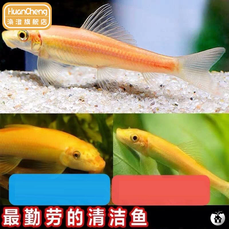 垃圾鱼清道夫观赏鱼-新人首单立减十元-2021年11月淘宝海外