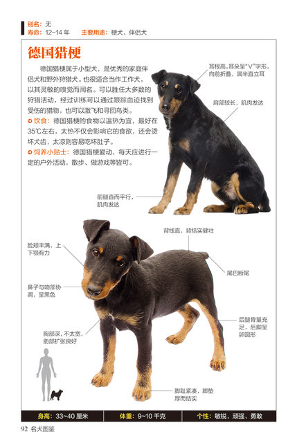 The characteristics and habits of 167 popular pet dogs' characteristics ...