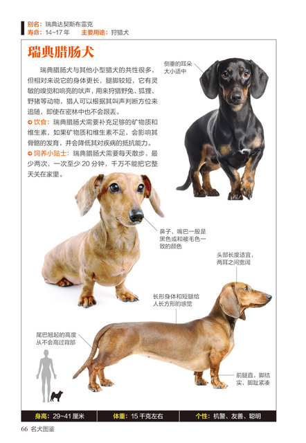 The characteristics and habits of 167 popular pet dogs' characteristics ...