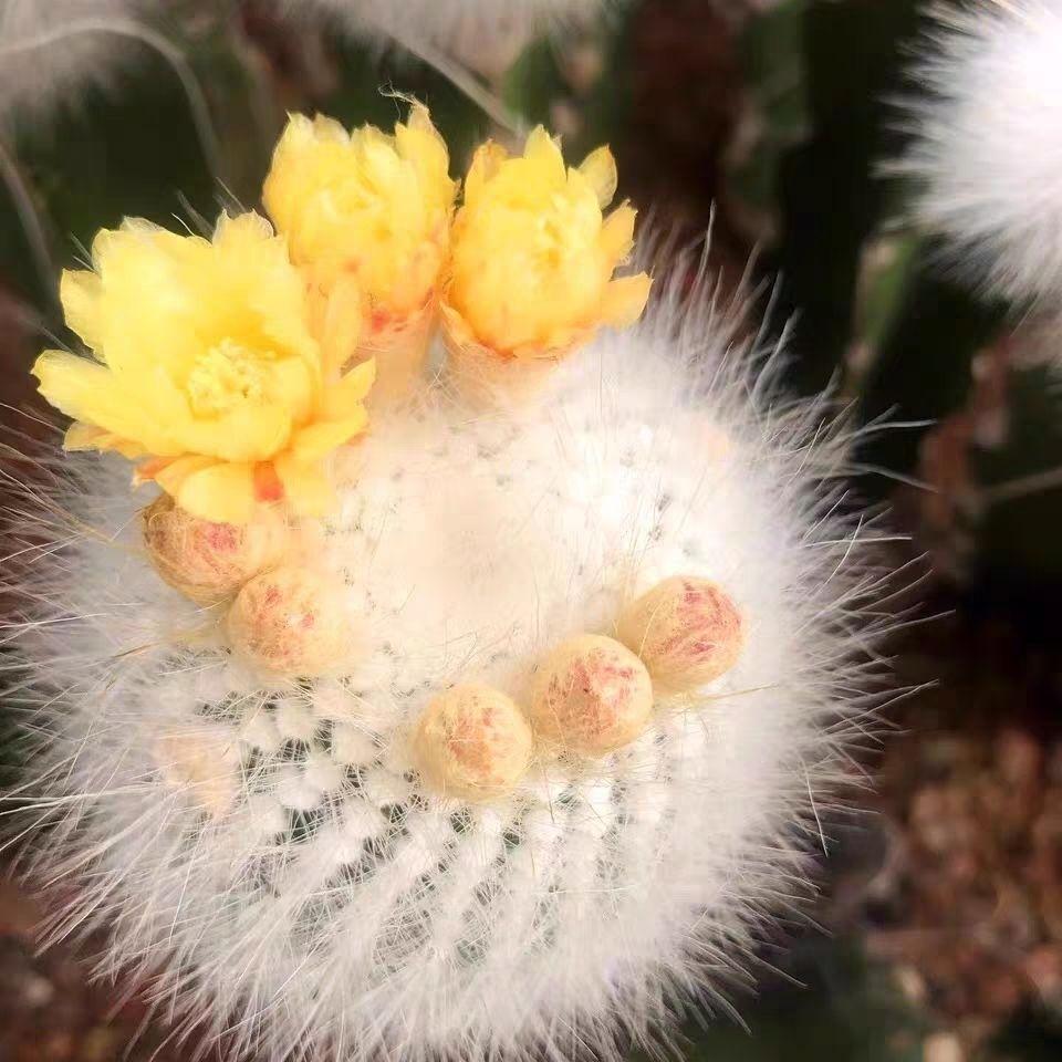 白色仙人球共找到713件商品