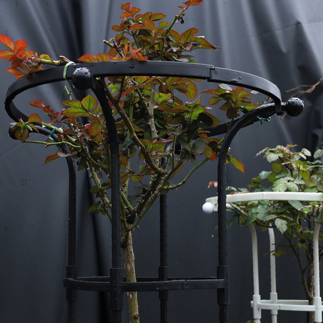 Gardening green plant bracket outdoor umbrella-shaped rose pergola fixed rose clematis climbing vine mushroom rose flower stand