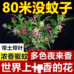 夜来香花 新人首单立减十元 22年7月 淘宝海外