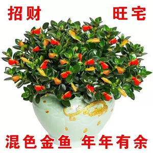 绿植金鱼花盆栽 新人首单立减十元 22年7月 淘宝海外