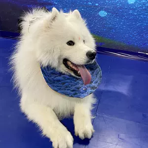 阿拉斯加犬超大型 新人首单立减十元 22年8月 淘宝海外