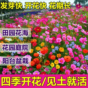 灯笼花种子 新人首单立减十元 22年4月 淘宝海外