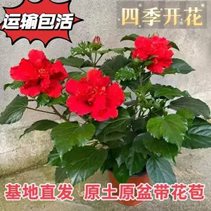 大红花盆栽花 新人首单立减十元 22年10月 淘宝海外 大红花盆栽花 新人首单立减十元 22年10月 淘宝海外