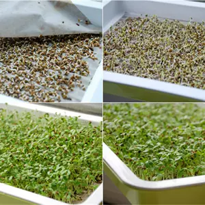 苜蓿芽苗菜种子 Top 70件苜蓿芽苗菜种子 22年11月更新 Taobao