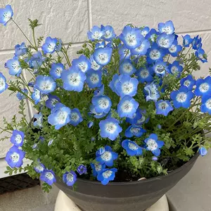 蓝色花坛 新人首单立减十元 22年8月 淘宝海外