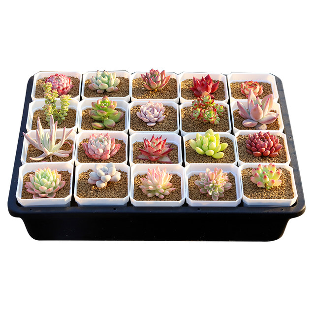 High-quality succulent plants, expensive goods, succulent small potted plants, good for lazy people, new flowers, new products, succulent wheat straw queen ice soul