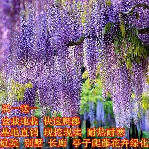 紫藤花树苗紫藤花树苗爬藤植物长穗庭院围墙花苗四季开花