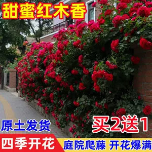 黄木香 新人首单立减十元 22年10月 淘宝海外