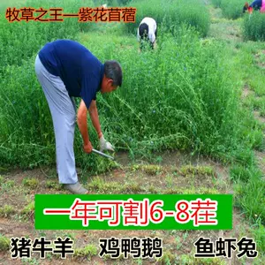 苗菜种籽 新人首单立减十元 22年6月 淘宝海外