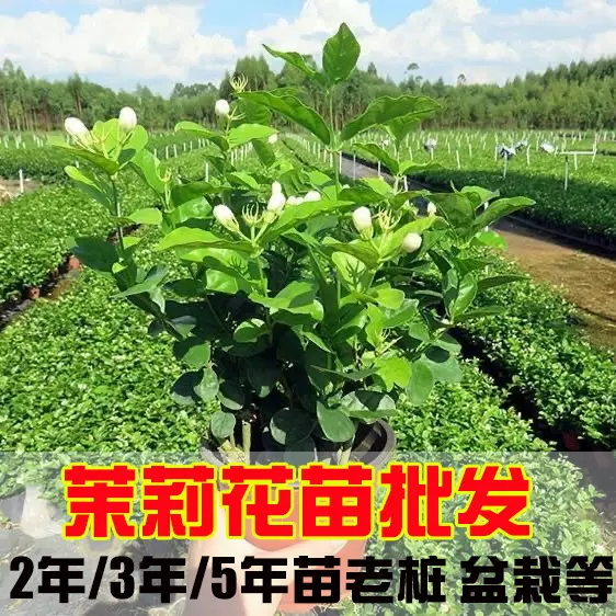 茉莉花苗批发广西横县茉莉花老桩大苗重瓣双瓣茉莉花卉