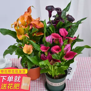 花奔盆栽 新人首单立减十元 22年10月 淘宝海外