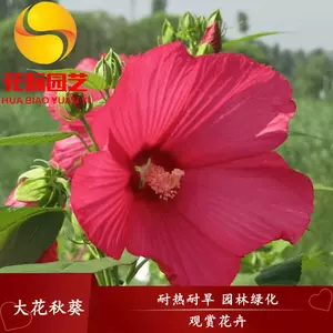 生秋葵 新人首单立减十元 22年9月 淘宝海外