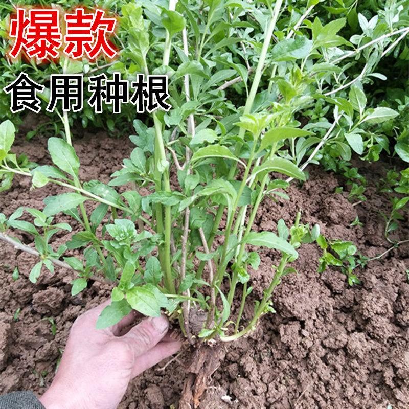 共147 件刀豆種子相關商品