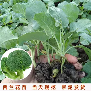 菜苗種植盆 新人首單立減十元 22年11月 淘寶海外