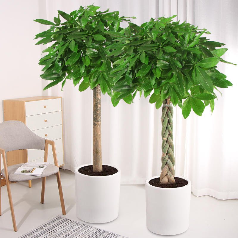 开业发财树共找到1414件商品