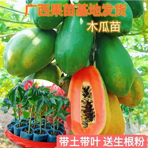 北方木瓜 新人首单立减十元 22年5月 淘宝海外