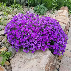 生石花种子 新人首单立减十元 22年6月 淘宝海外