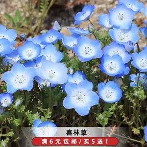 蓝色花坛 新人首单立减十元 22年8月 淘宝海外