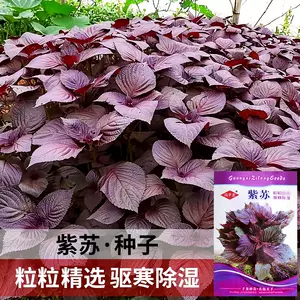 紫蘇種子 Top 600件紫蘇種子 22年11月更新 Taobao