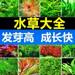 淡水水草养 新人首单立减十元 22年7月 淘宝海外