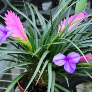 紫花盆栽 新人首单立减十元 22年9月 淘宝海外