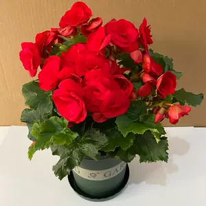 海棠花盆栽大 新人首单立减十元 22年10月 淘宝海外