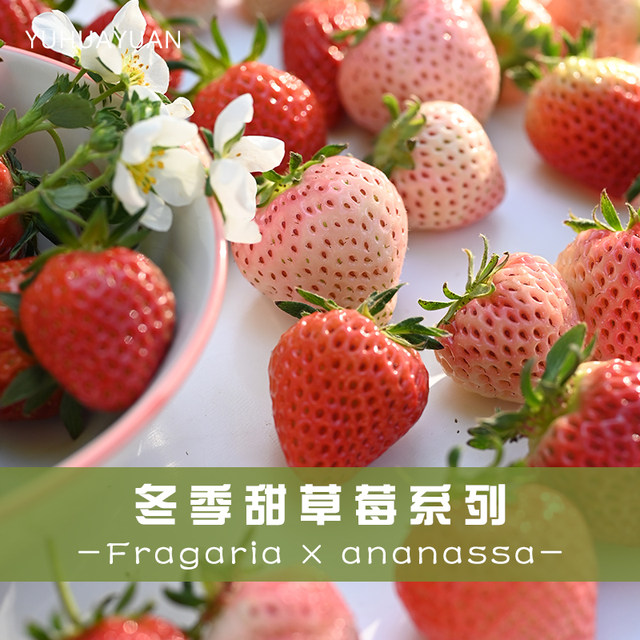 Craftsman Feiyu strawberry seedling variety version Zhangji Hongyan Xiangye Xuanyu true red Meiling sweet strawberry potted plant