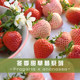 Craftsman Feiyu strawberry seedling variety version Zhangji Hongyan Xiangye Xuanyu true red Meiling sweet strawberry potted plant