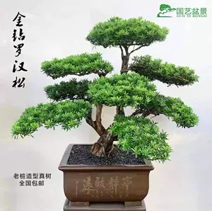 盆栽松 Top 9000件盆栽松 22年11月更新 Taobao