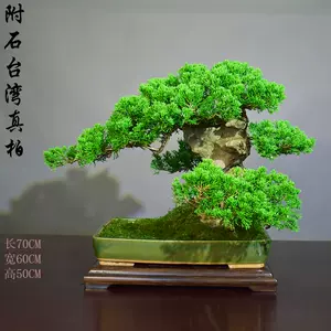 真柏盆栽- Top 600件真柏盆栽- 2022年11月更新- Taobao