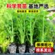 Four seasons fruits, small parsley seedlings, large celery seedlings, old varieties, celery root seedlings, celery seeds, autumn vegetable seedlings