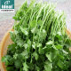 Four seasons coriander seeds, large leaves, coriander seeds, old varieties of farmhouses, fast-growing, heat-resistant coriander seeds, vegetable seeds
