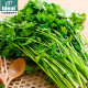 Four seasons coriander seeds, large leaves, coriander seeds, old varieties of farmhouses, fast-growing, heat-resistant coriander seeds, vegetable seeds
