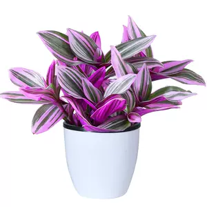 紫蘭 新人首單立減十元 22年11月 淘寶海外