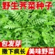 Wild shepherd's purse seeds sowing and eating wild vegetable seeds solitary spandex seeds vegetables medicinal dandelion vegetable seeds